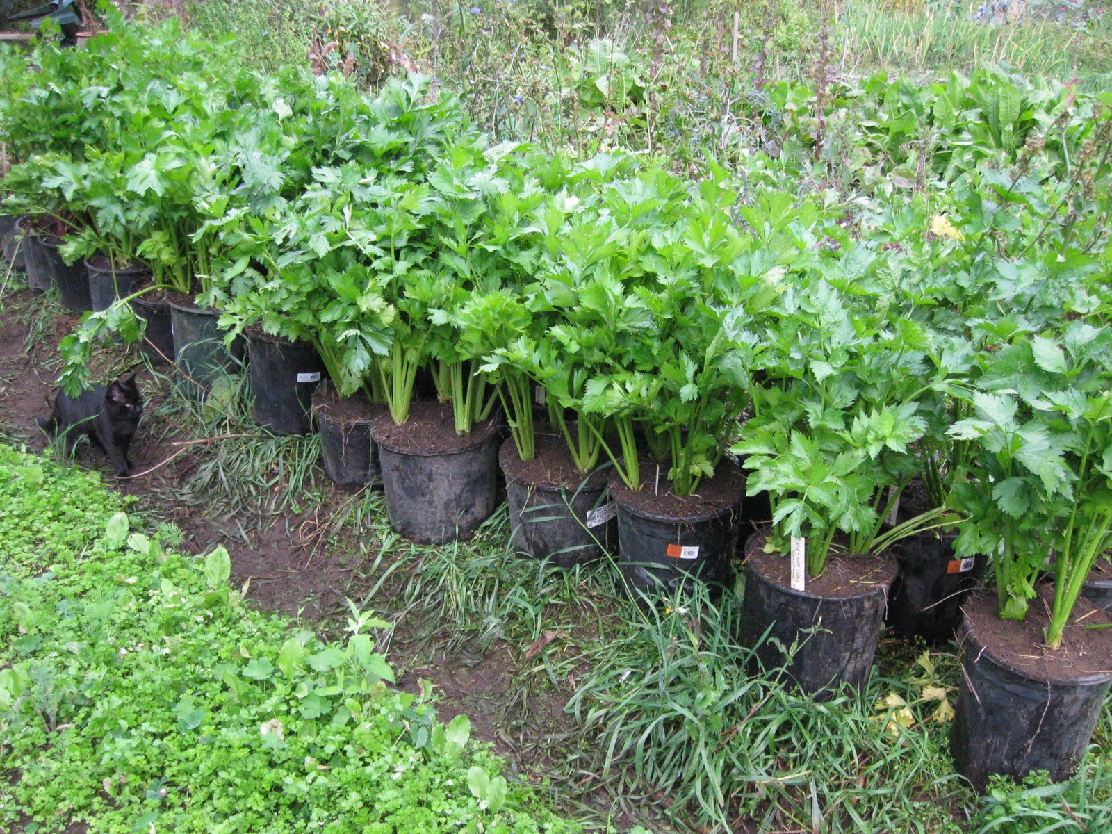 Our Subsistence Pattern Potting Up Celery & Little Willie