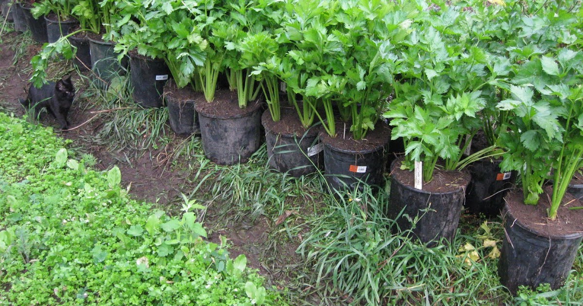 Our Subsistence Pattern Potting Up Celery & Little Willie