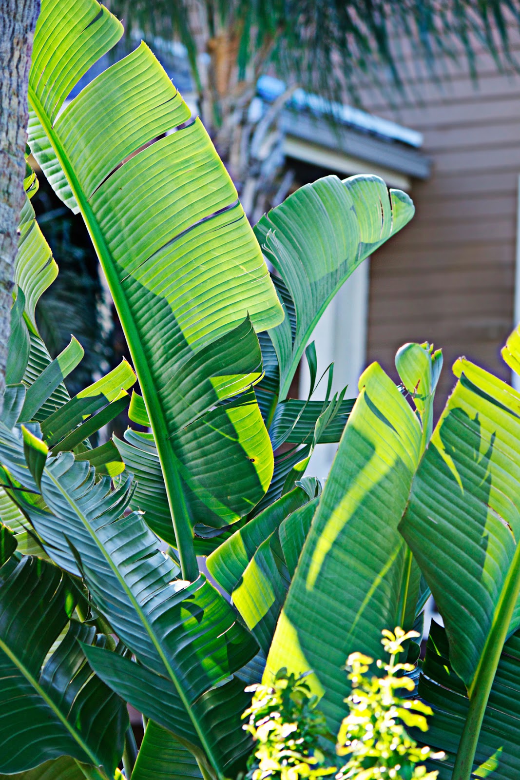 tropical green foliage
