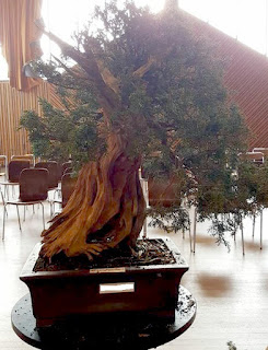 bonsai diseñado en demo saulieu 2016 bonsai center sopelana