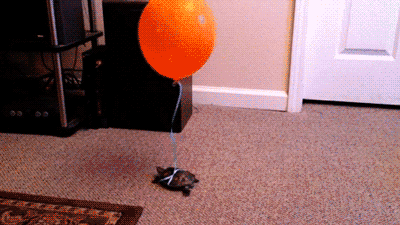 Funny animal gifs - part 115 (10 gifs), tortoise with balloon