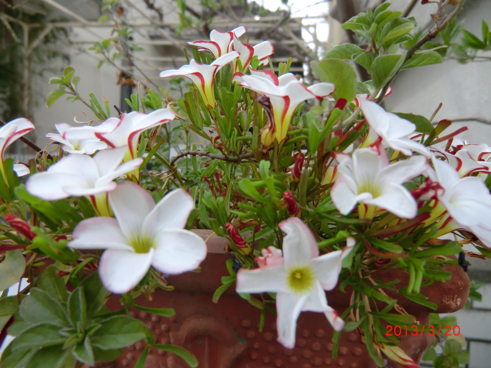 庭の草花 オキザリス ４種類