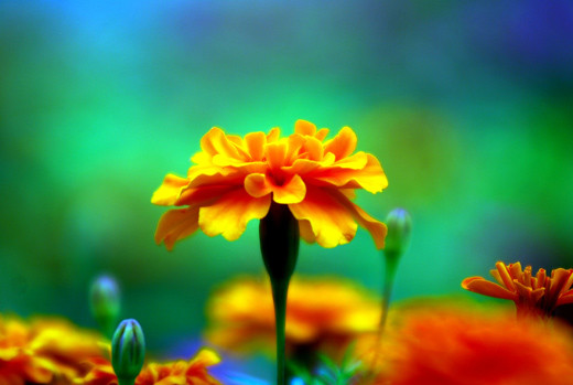 Lovely Flowers Very Superb Beautifull Flower High Resolution Images Free Download Very Superb Beautifull Flower High Resolution Pictures Free Download Very Superb Beautifull Flower High Resolution Photos Free Download Very Superb Beautifull Add the source details in a comment. lovely flowers blogger