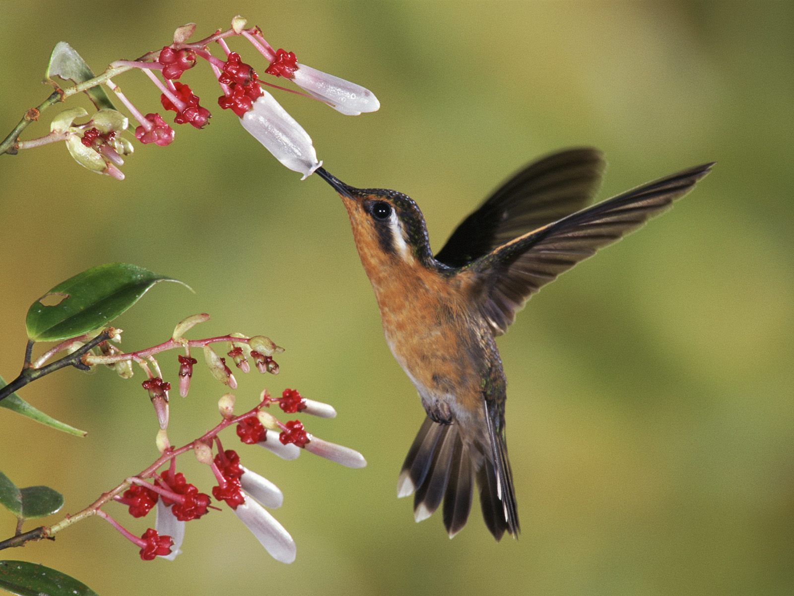 birds wallpapers 36 Desktop Wallpaper Hd Birds