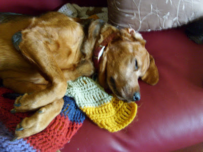 Seamus,a black and tan bloodhound, is sleeping on the couch