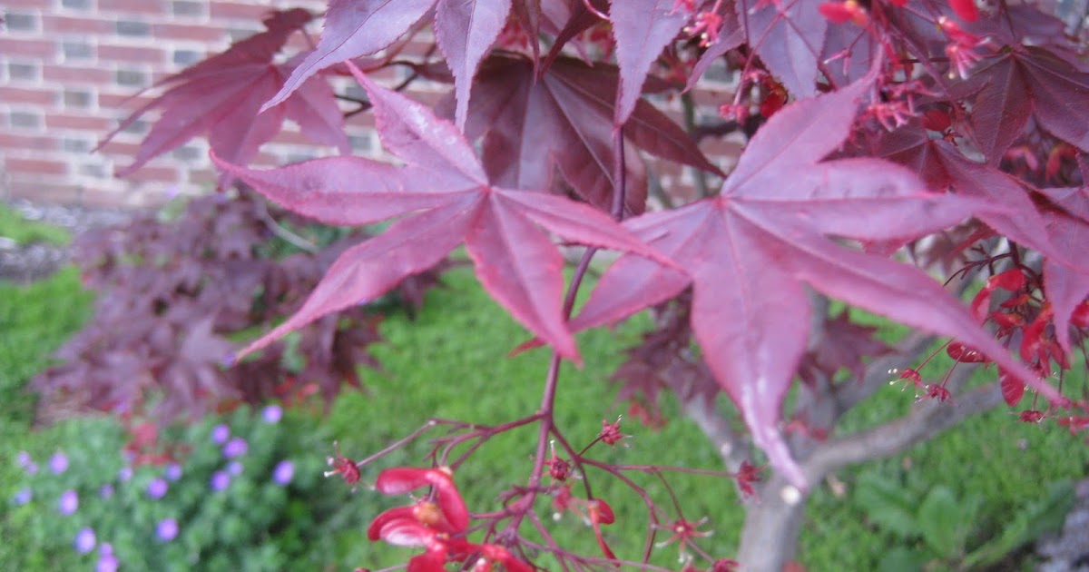 Trees: Japanese maple