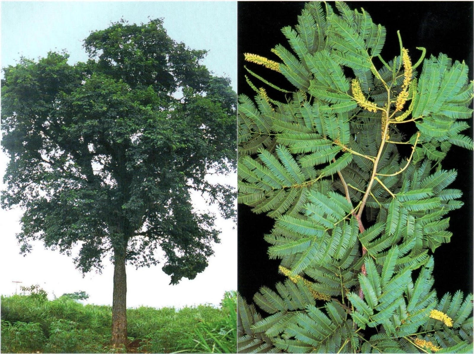 Argentina nativa Anchico colorado (Parapiptadenia rigida)