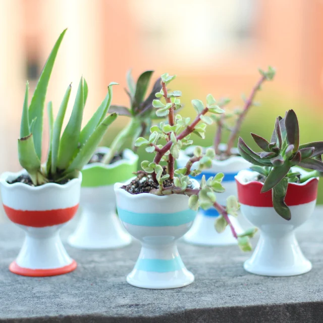 Sweet succulent egg cup garden by Design Improvised, featured on I Love That Junk
