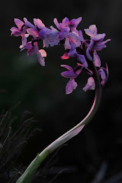 Orchis olbiensis