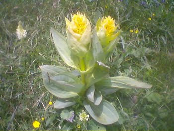 Genziana Lutea (Genziana maggiore)