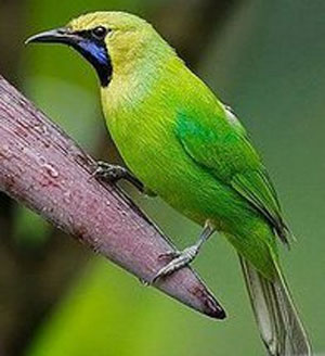 All About Birds Choosing Cucak Ijo Chloropsis Sonnerati Saplings