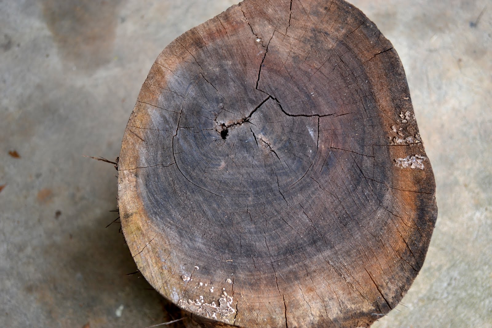 A Work In Progress Tree Stump Table