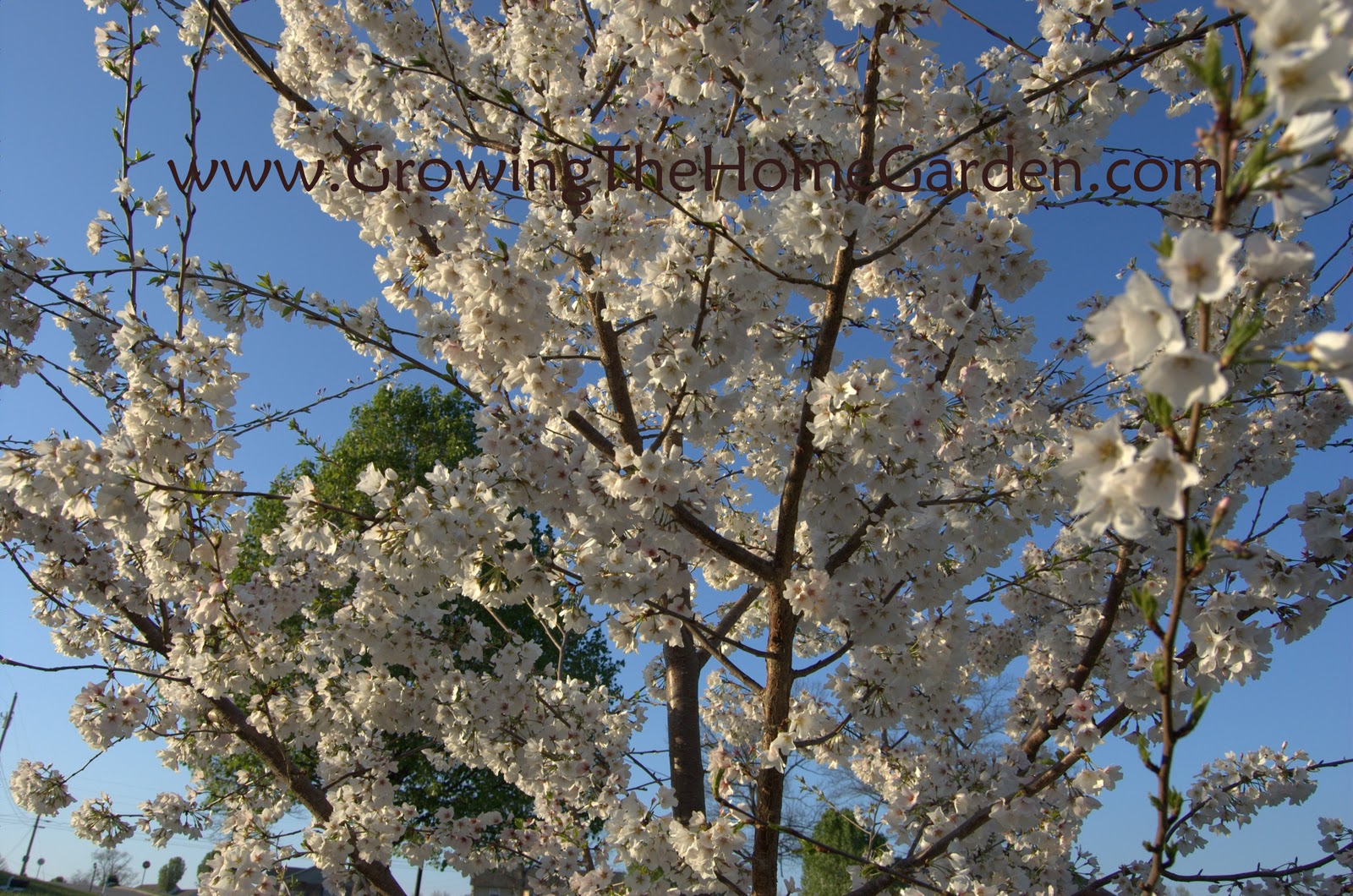 A Yoshino Cherry Tree in Full Bloom! Growing The Home Garden
