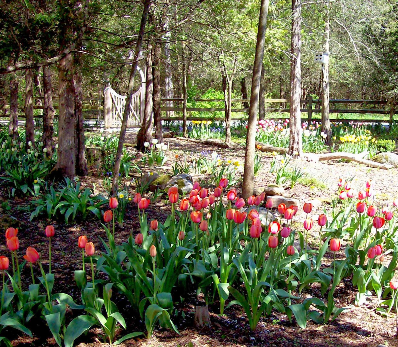 The Northern New York Gardener Tulips,Daffodils and Sunshine!