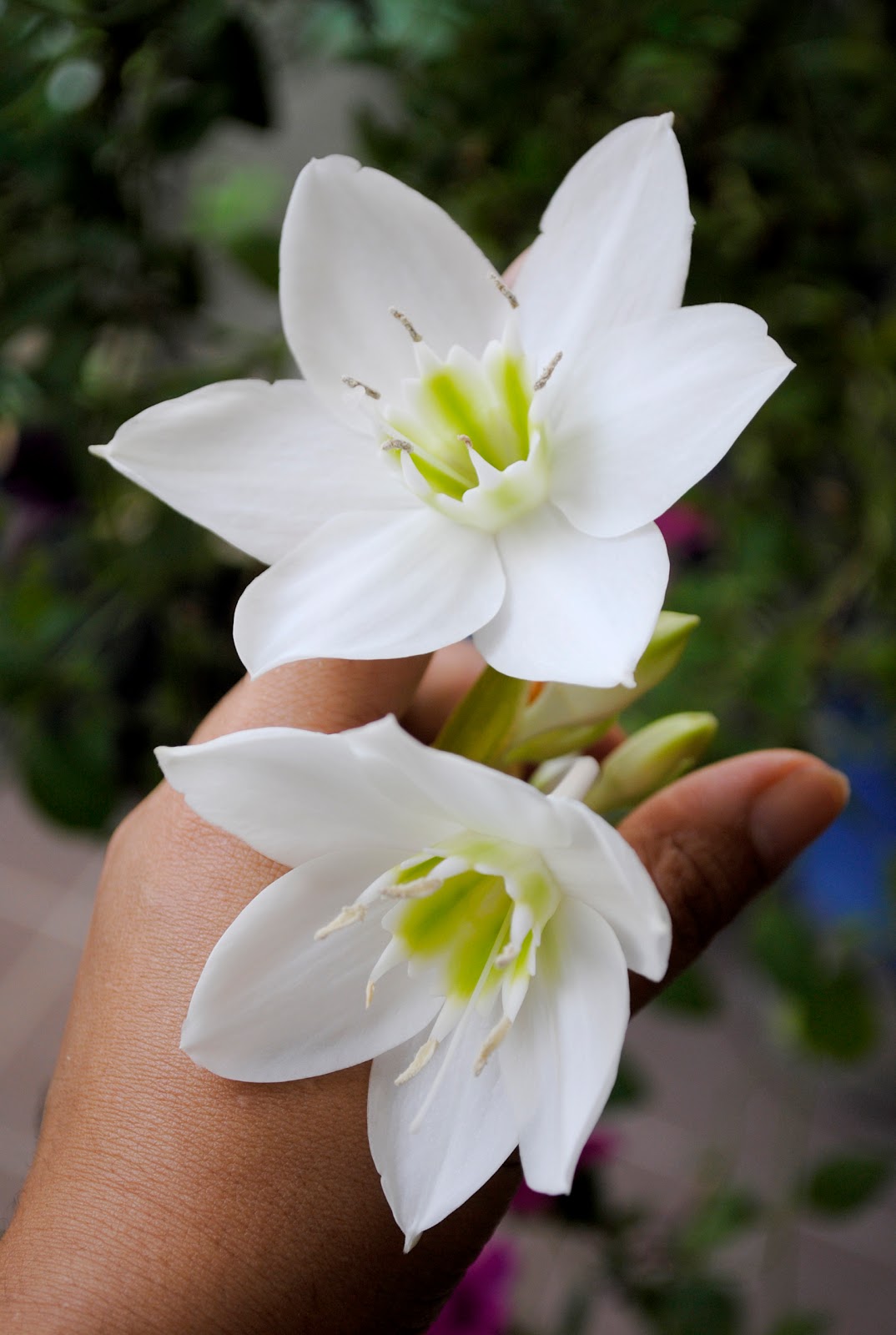 LittleSyam: White Flower