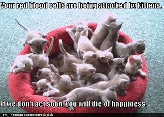 Kitten Heart Attack! o.O