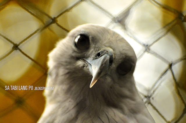 hawk bird aviary manila zoo closeup