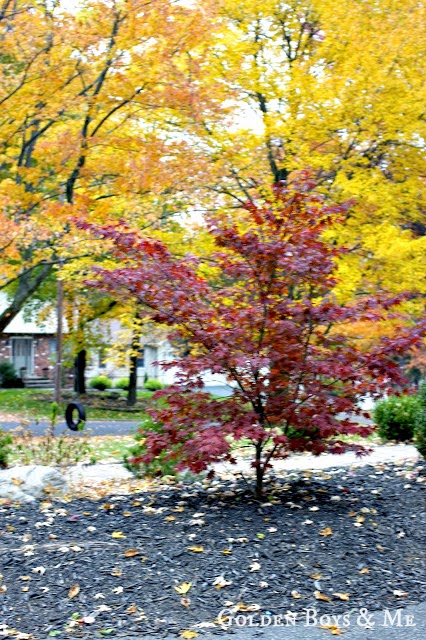 fall leaves tire swing