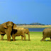 The Elephant Gathering at Minneriya National Park