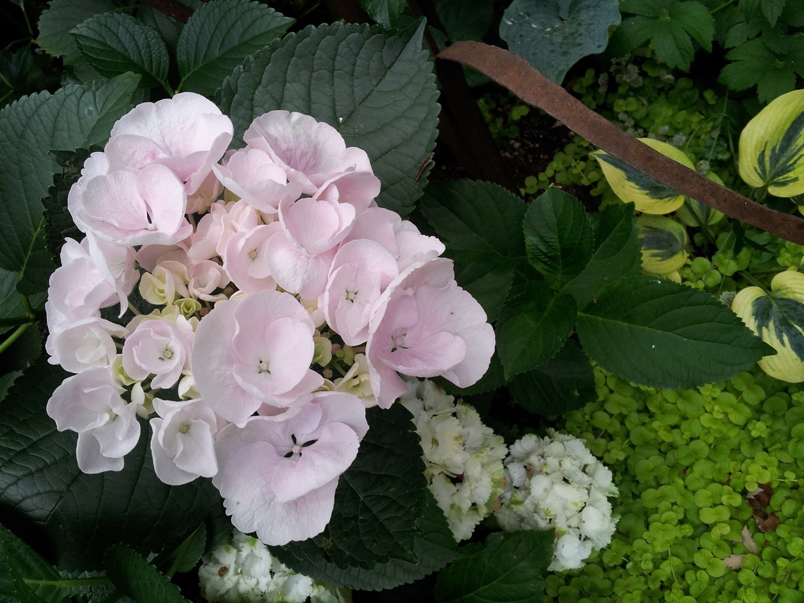 From The Garden Bench Hydrangea Heaven