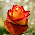 Happy international womens day (8 March 2012) V