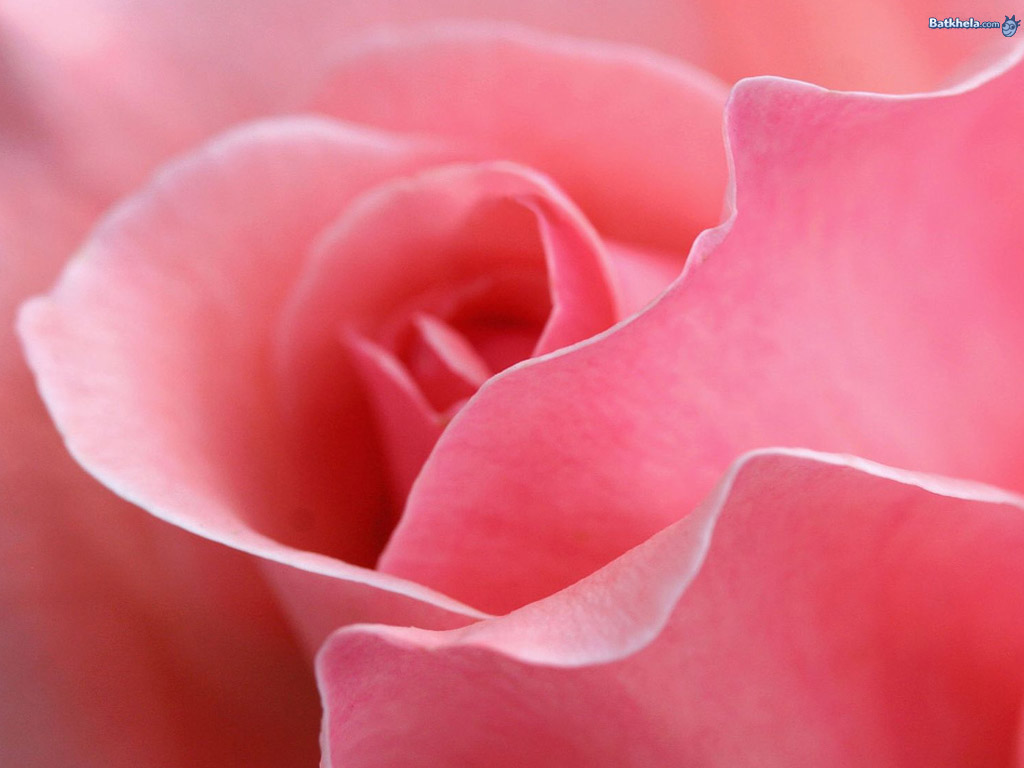best rose wallpapers best flowers wallpapers best rose wallpapers best flowers wallpapers