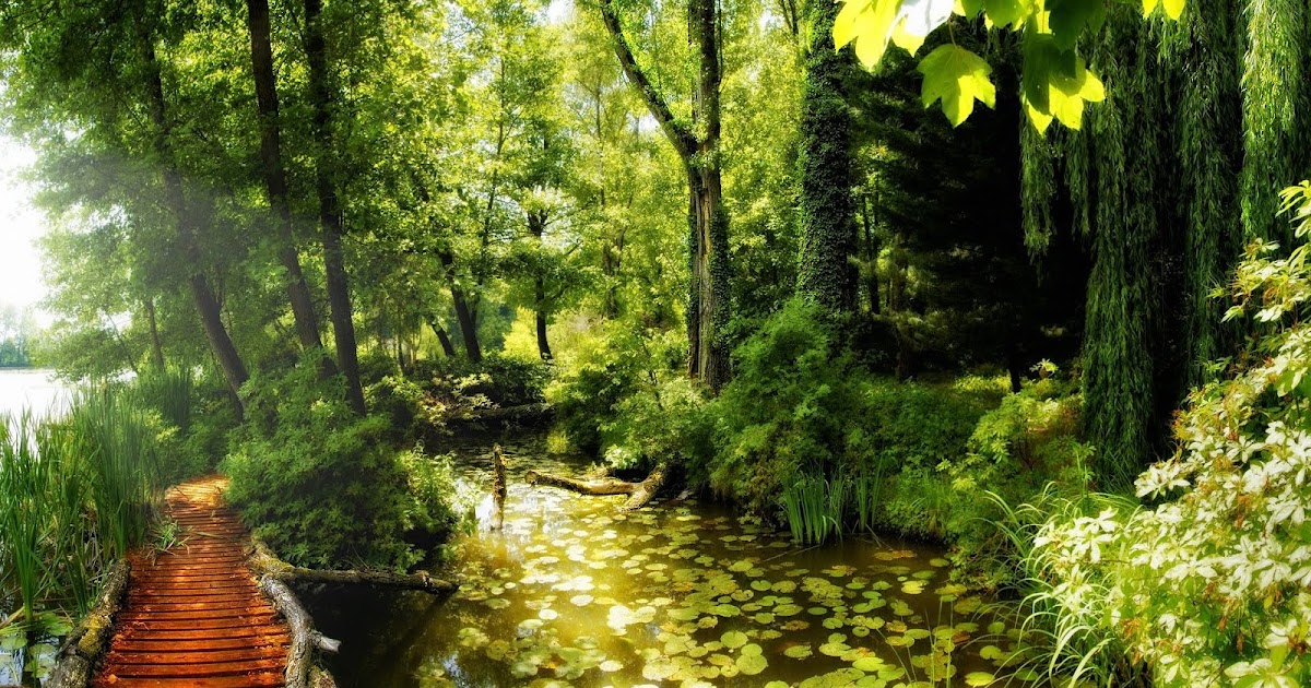 Banco de Imágenes: Paisaje natural en el bosque con puente de madera