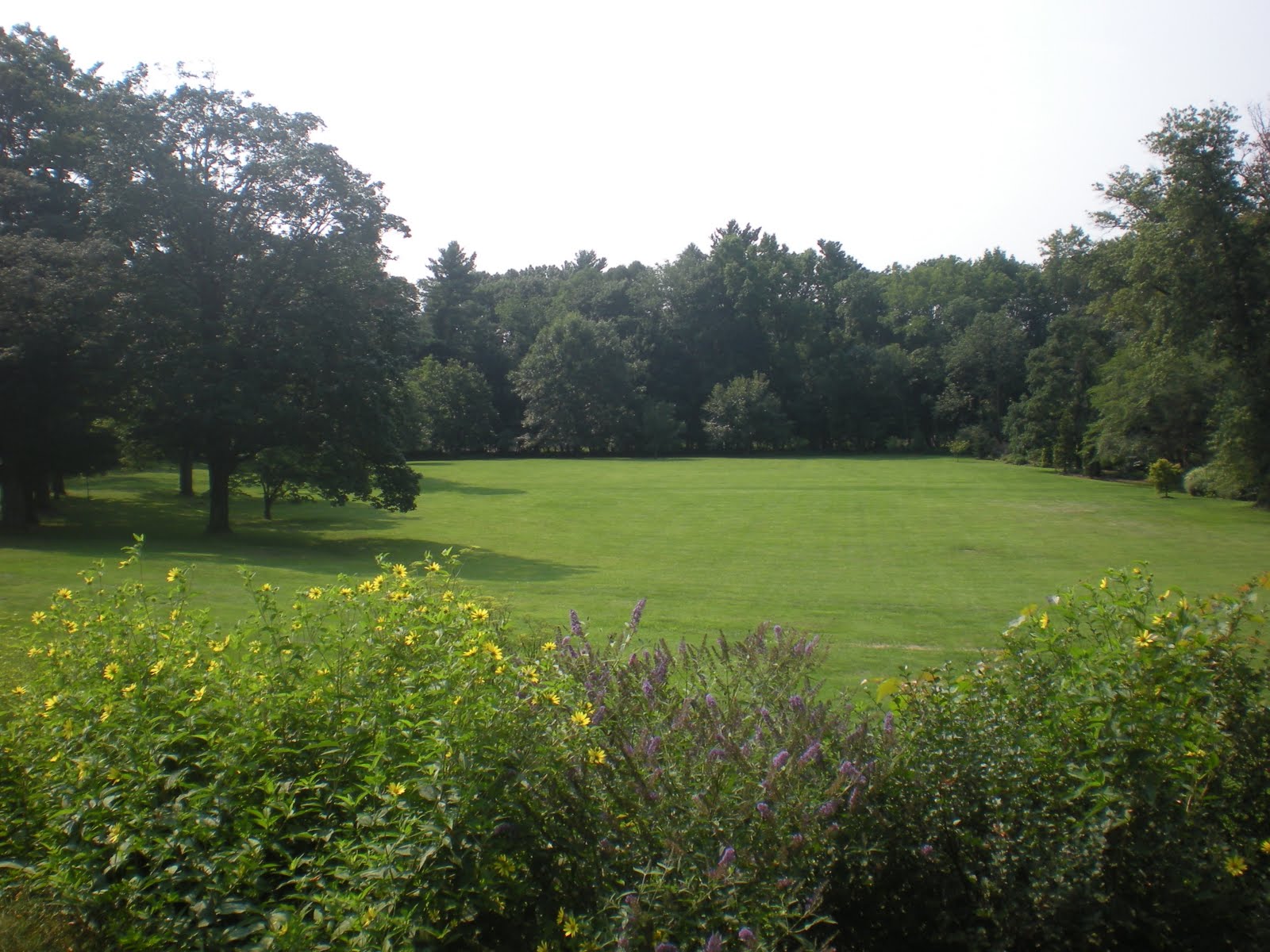 Sassafras Mama Burpee Gardens