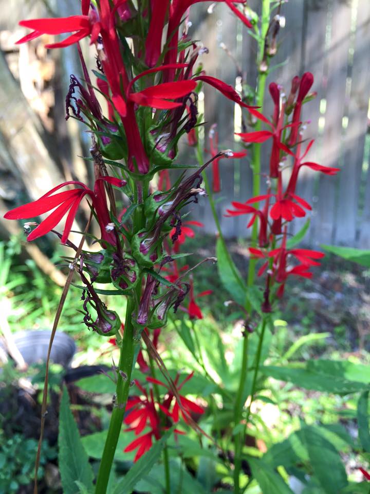 ludoviciana Cardinal Flower Propagation by Brett Auttenberry