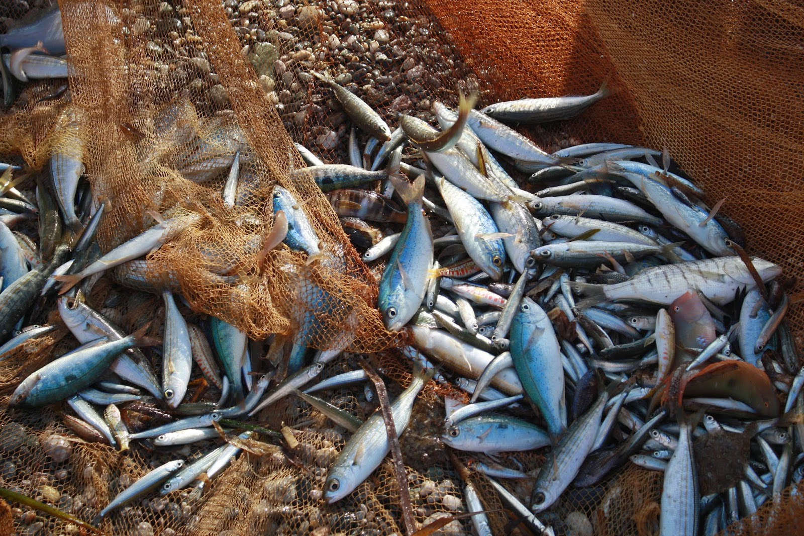 pesce pescatori di noli