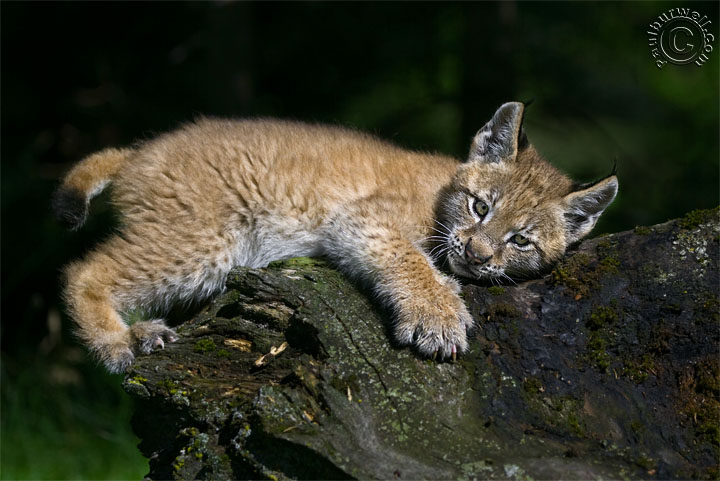 kitten lynx