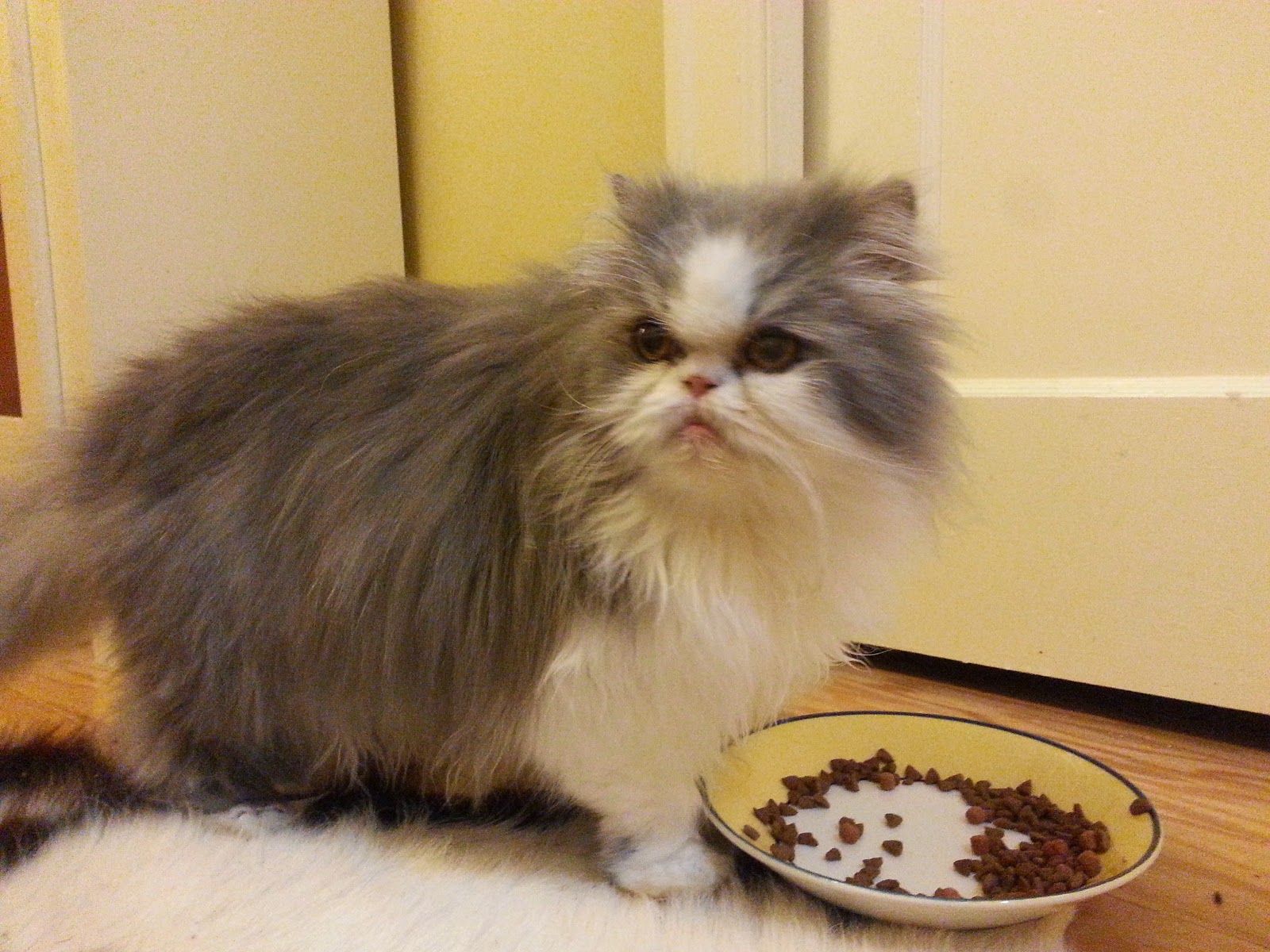 Dog Eats Wet Food Too Fast Dog Eats Wet Food Too Fast