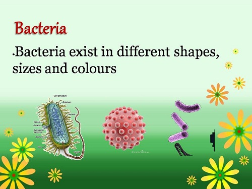 microbiology and daily human life They gave life to humans and continue to give us life each and every day as two microbiologists working at a medical school, we know full. microbiology and daily human life They gave life to humans and continue to give us life each and every day as two microbiologists working at a medical school, we know full.