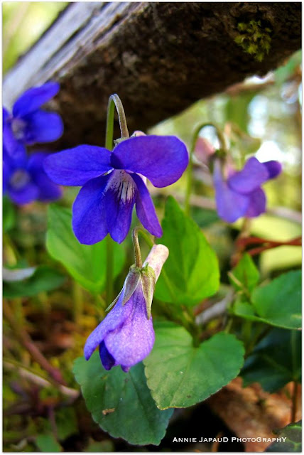 Spring Flowers © Annie Japaud Photography