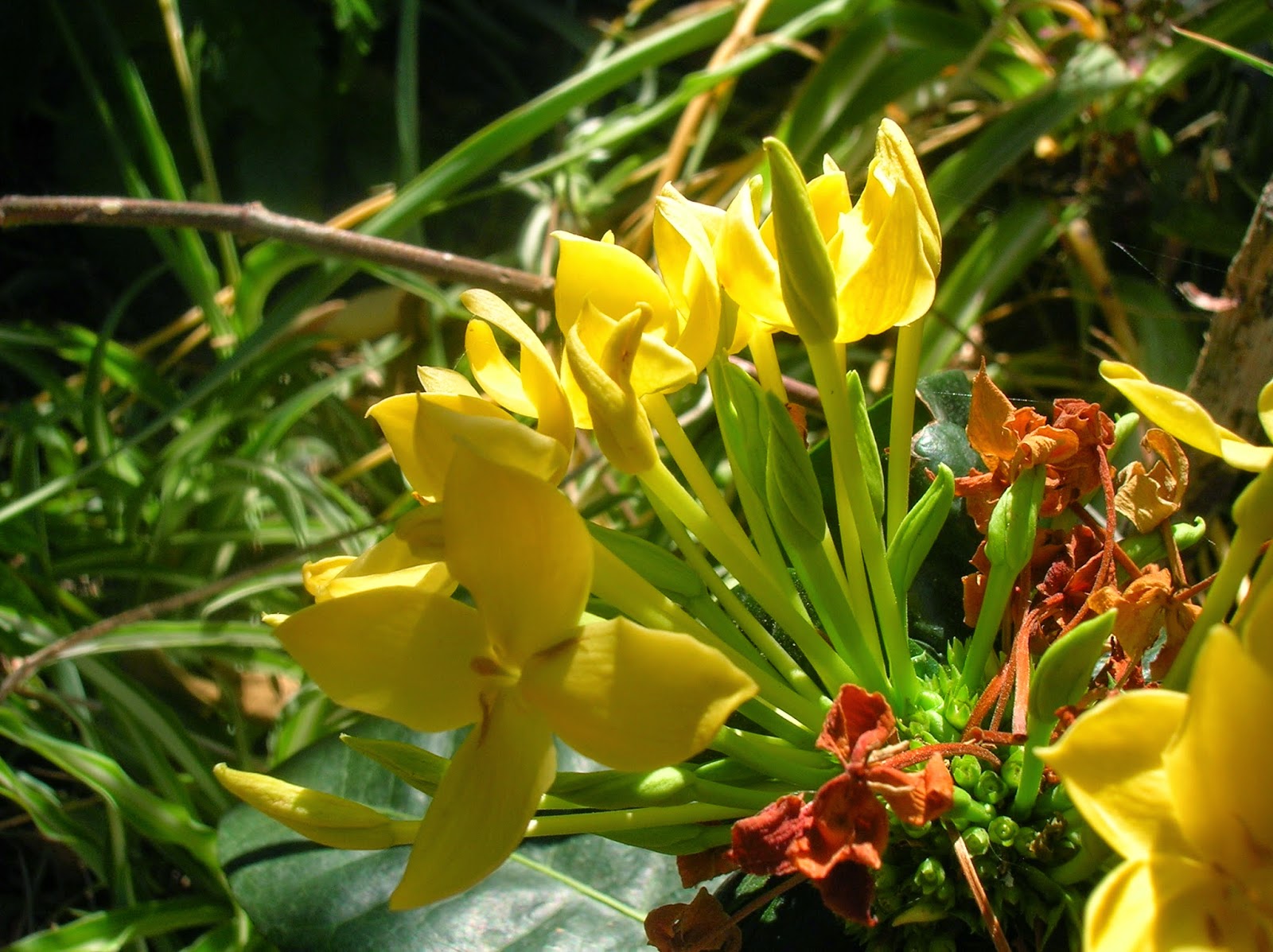 Recregarden IXORA "MAUI YELLOW"