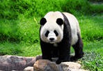 Google panda algorithm