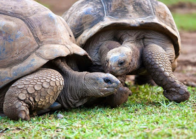 Zenith Galapagos - Turtle