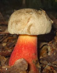 Boletus calopus