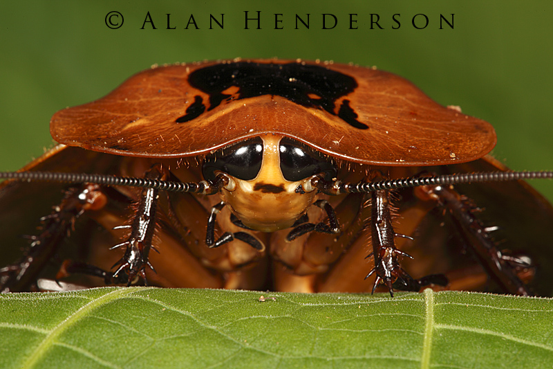 Minibeast Wildlife - Rainforest Encounters: Faces of Costa Rica