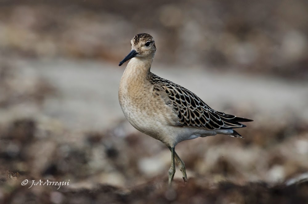 Combatiente, Philomachus pugnax, Ruff Combatiente, Philomachus pugnax, Ruff
