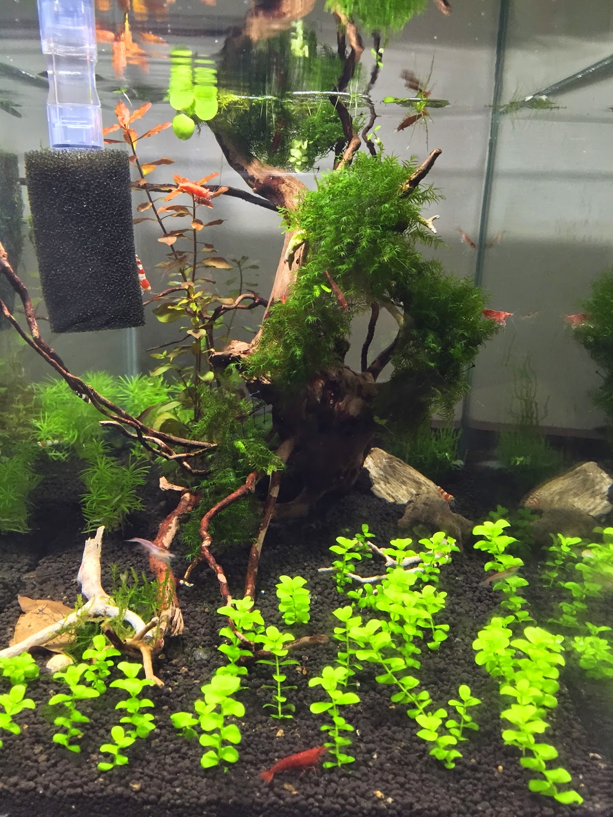aquaticszone my freshwater aquarium