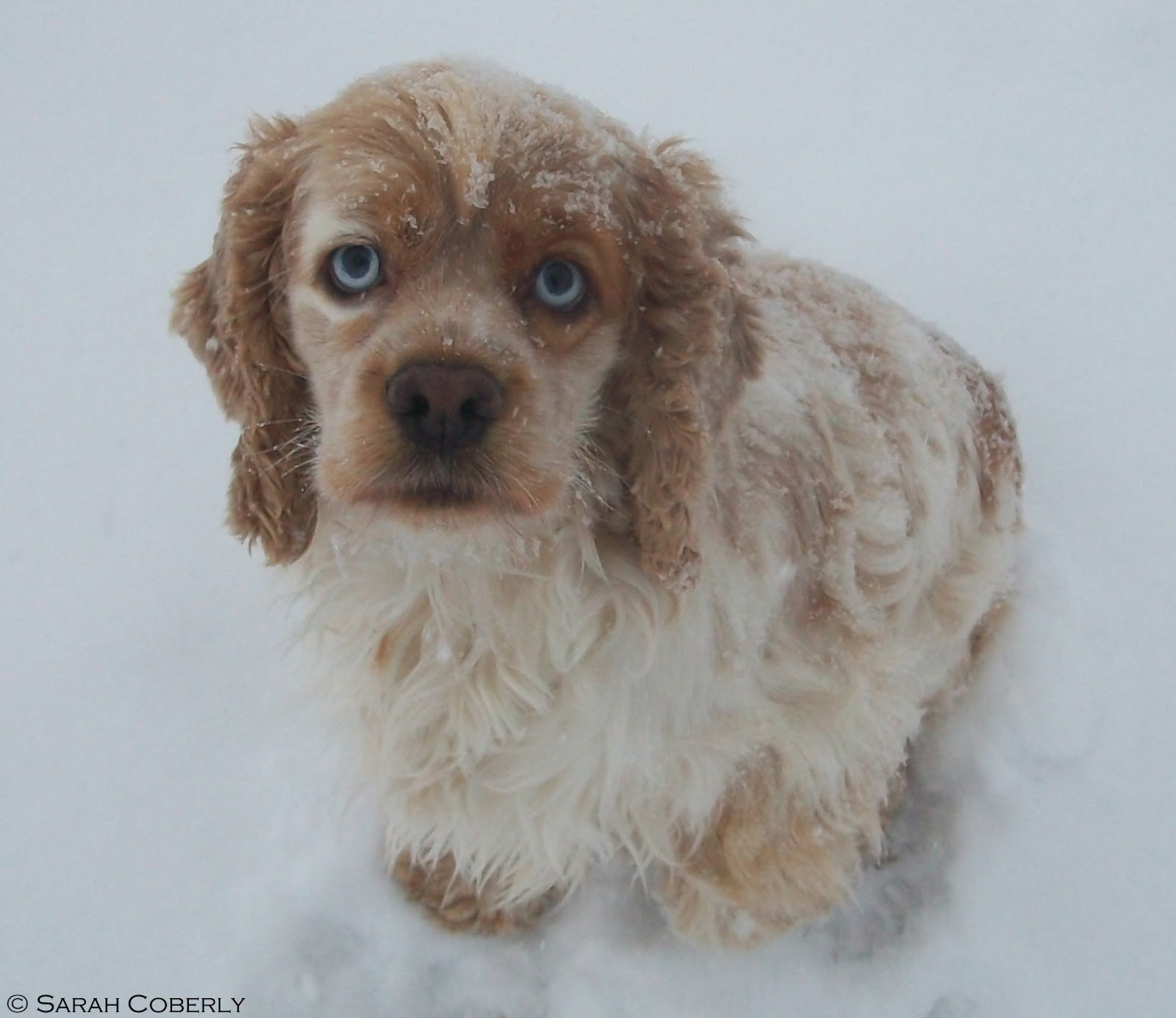 merle american cocker spaniel