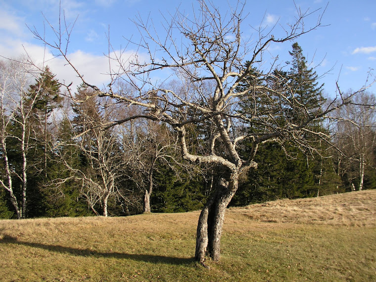 Apple Trees in Front of the Farm House