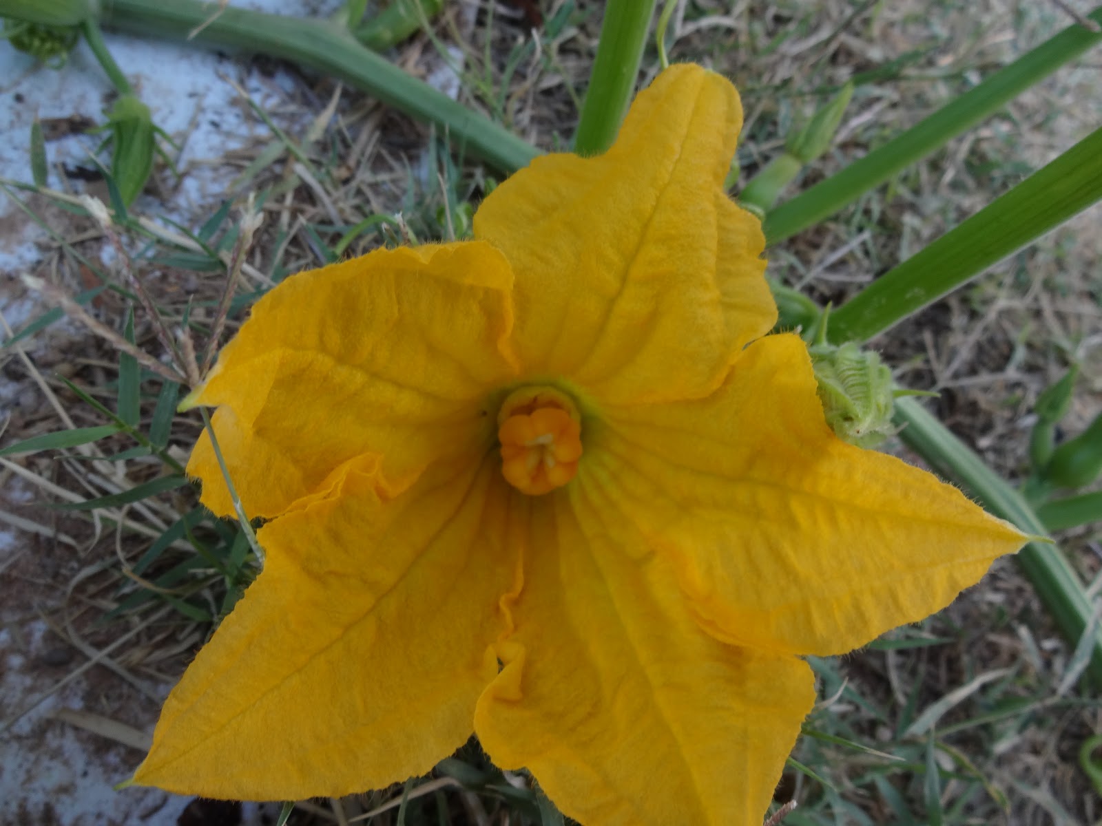 The Scientific Gardener Hand Pollinating Squash