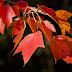 Autumn in America—Fall 1973