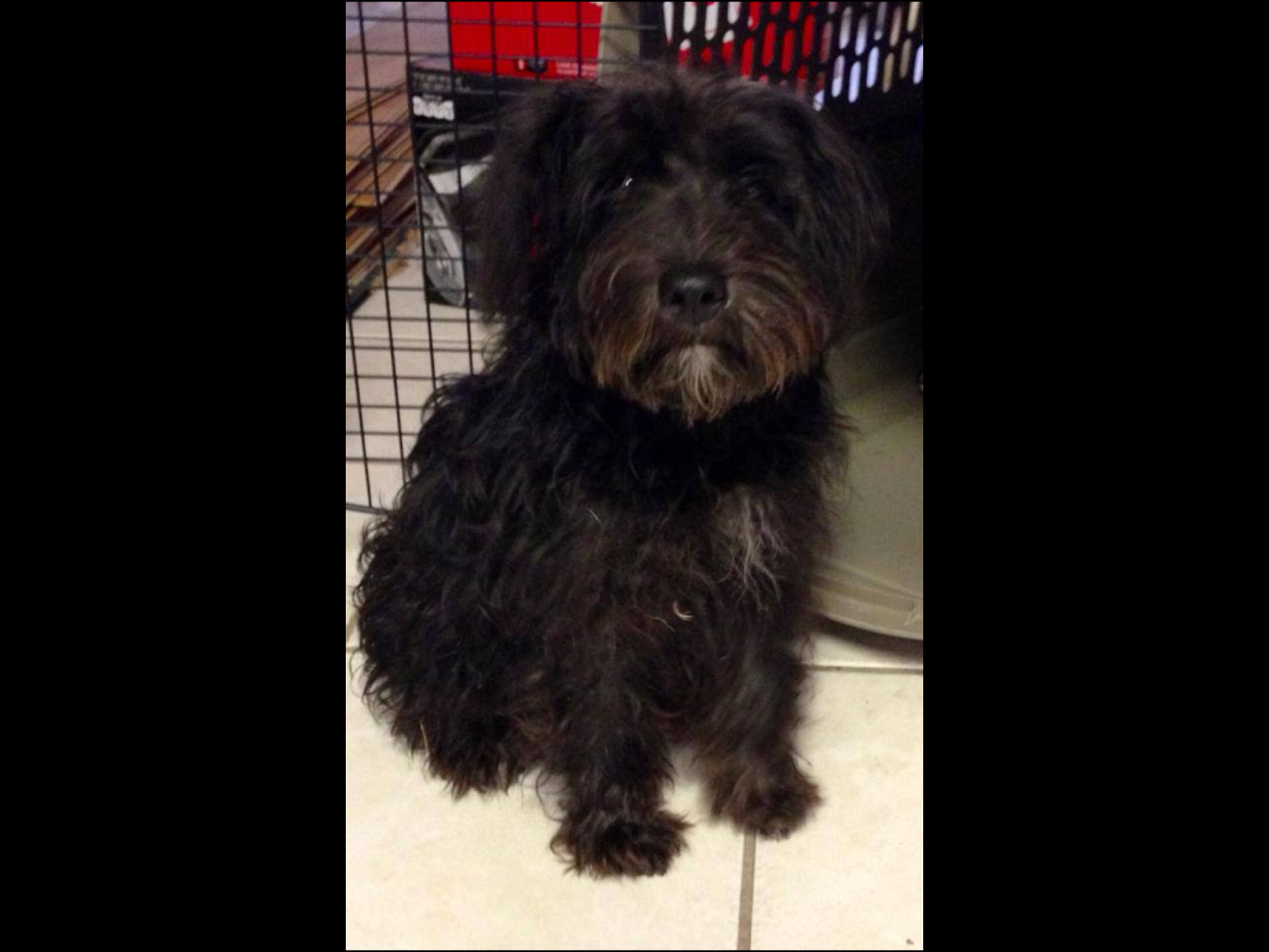 schnoodlesoffun Energetic Poodle Schnauzer Mix Puppy about 15 pounds