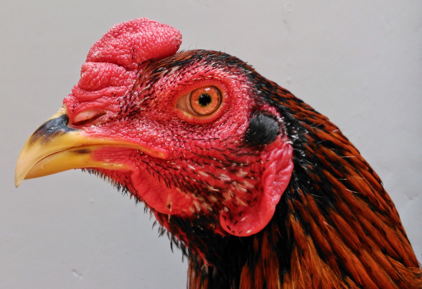 Kepala, Jengger, dan Muka Ayam Bangkok Juara yang Bagus | Ayam Juara