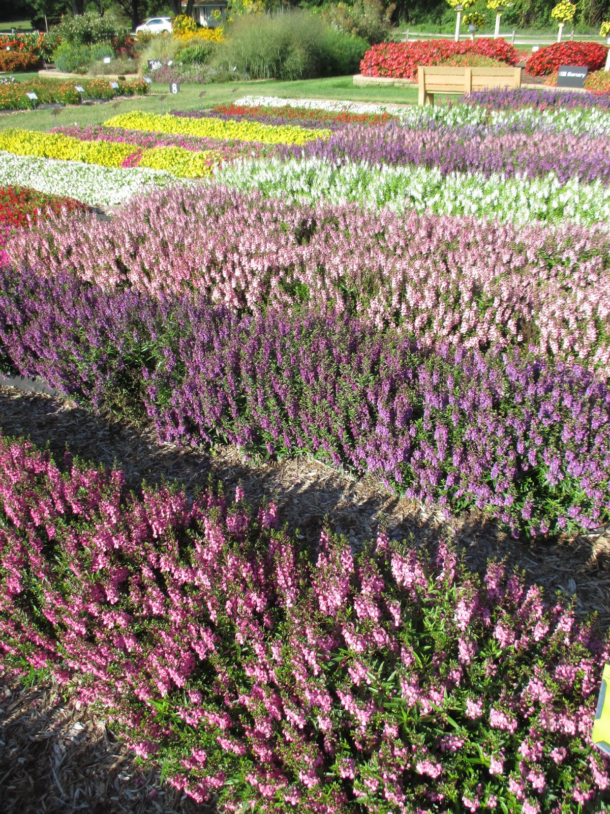 Phyto Files Viburnum Plicatum F Tomentosum Summer Snowflake