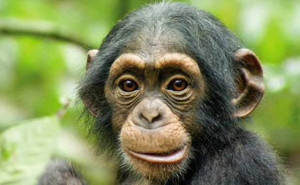 natureza chimpanzé