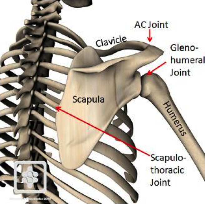 Collection 104+ Pictures The Shoulder Blades Are What To The Rib Cage
